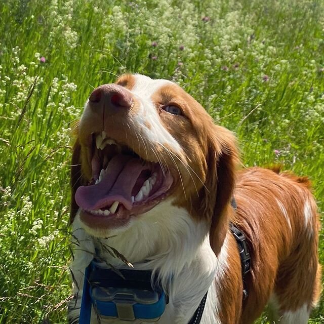 Louis the #brittanyspaniel -our newest member of the #woofpack fitting right in with all his new friends 🐶