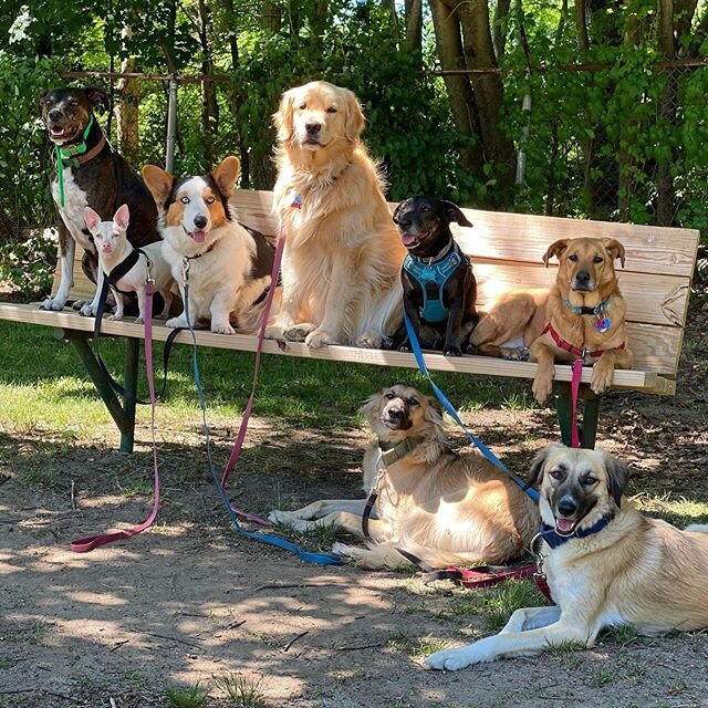 Last Tuesday’s walk🦮🐕‍🦺