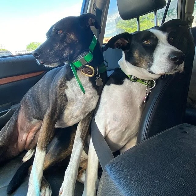 Leah riding shotgun with PupPup❤️ #sharingiscaring #doglove #sisterfromanothermister