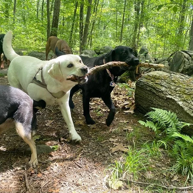 🐶