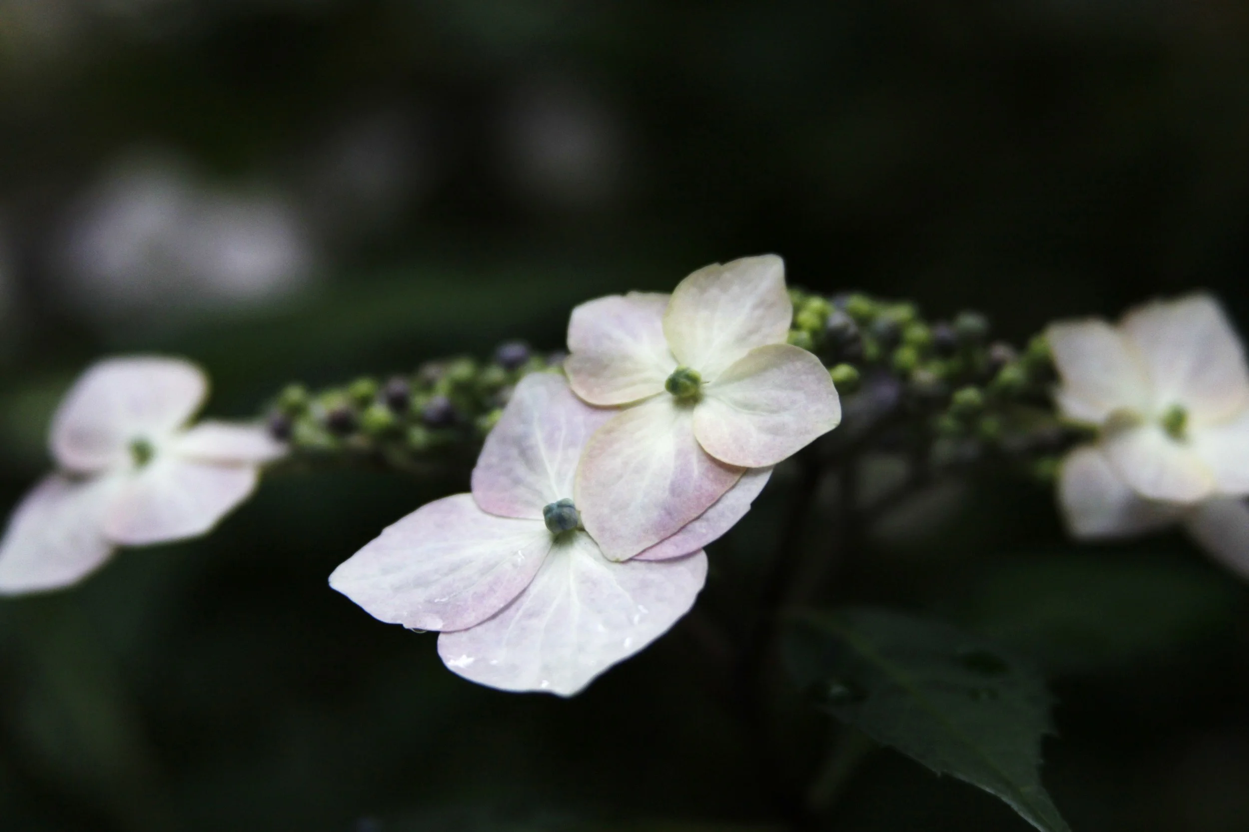 1_MG_2664 - Copy (2).JPG