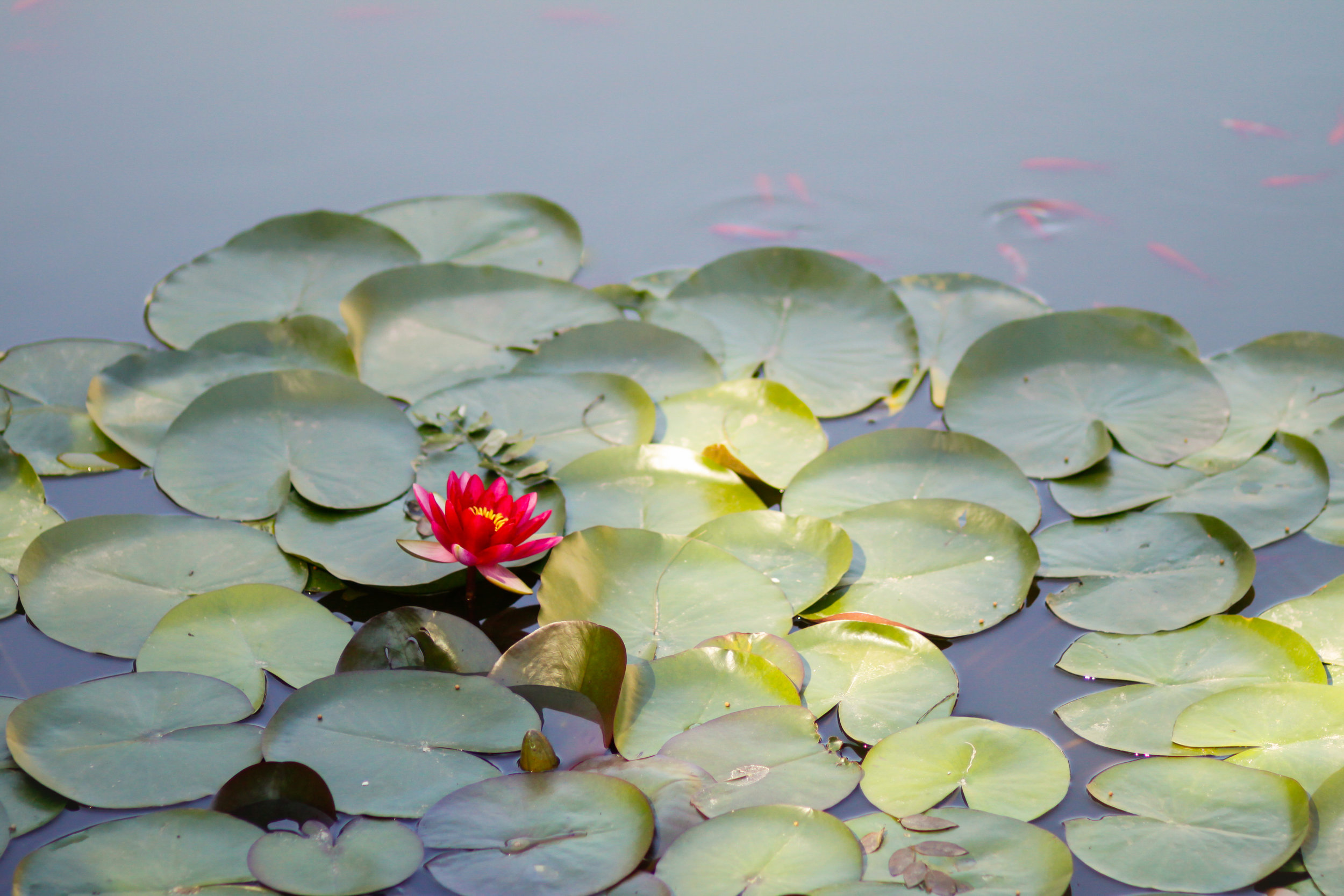 China_lilypads_2011-2-2.jpg