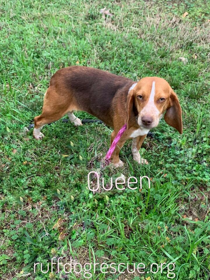 Adoption Events — Ruff Dog Rescue