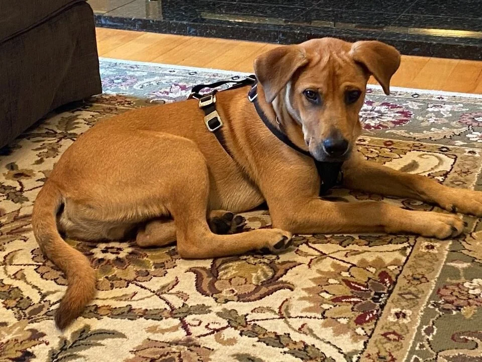 Adoption Events — Ruff Dog Rescue