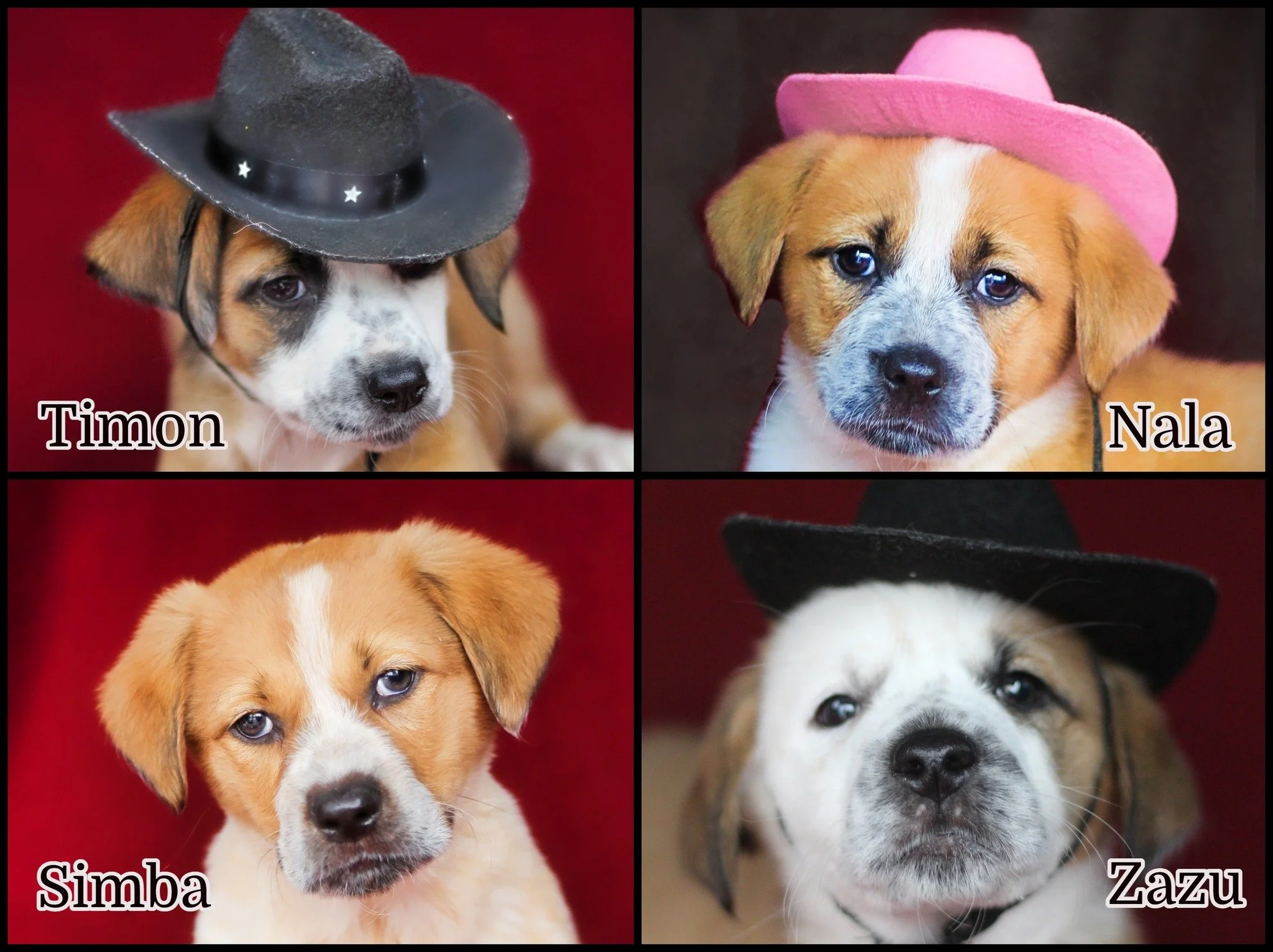 Adoption Events — Ruff Dog Rescue