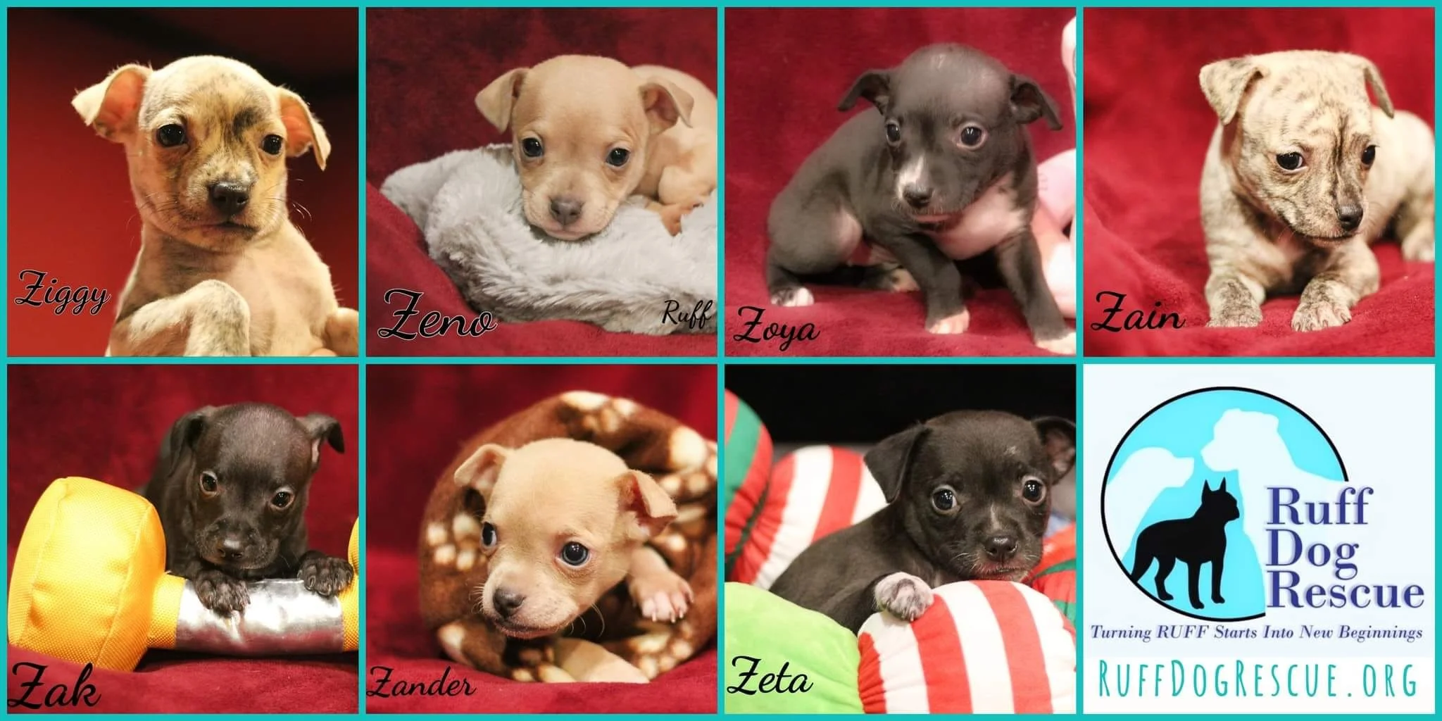 Adoption Events — Ruff Dog Rescue