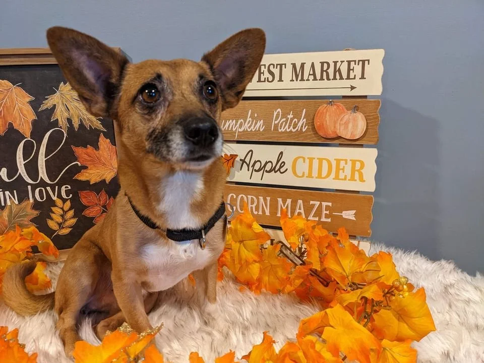 Adoption Events — Ruff Dog Rescue