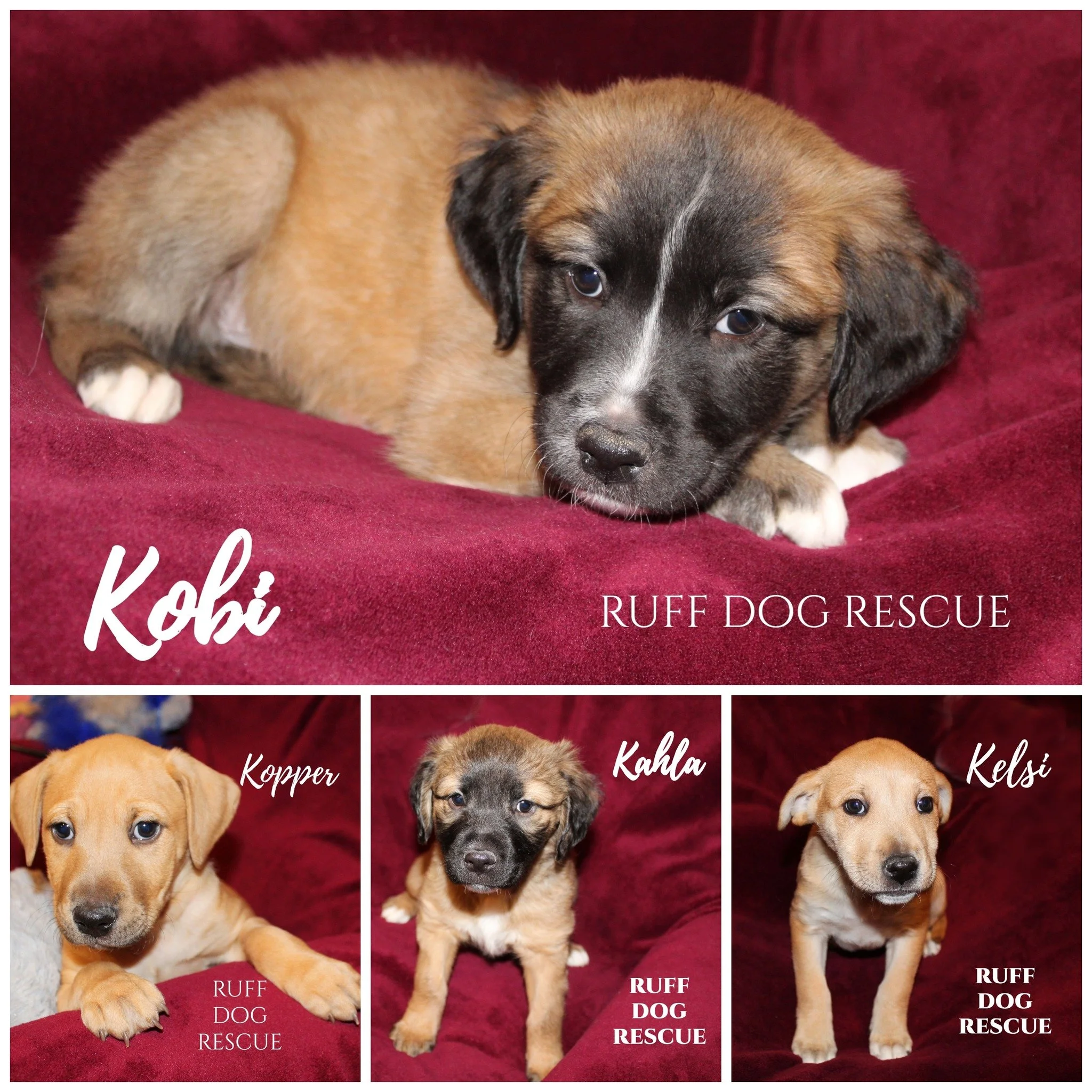 Adoption Events — Ruff Dog Rescue