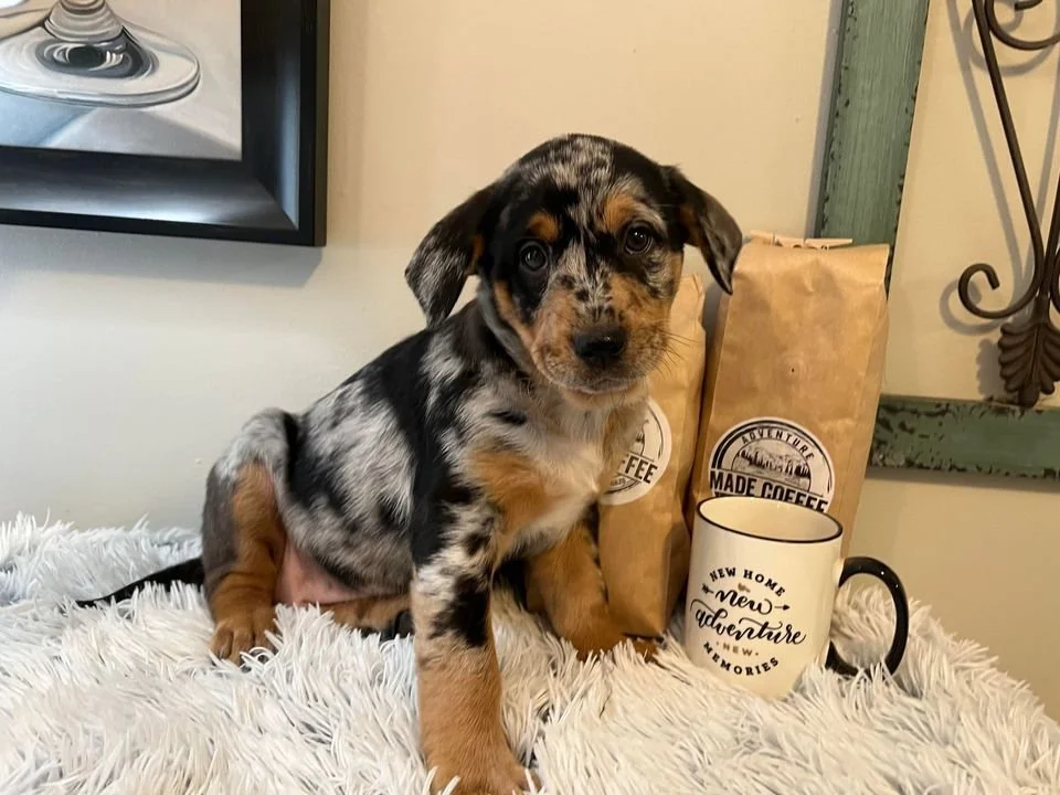 Adoption Events — Ruff Dog Rescue