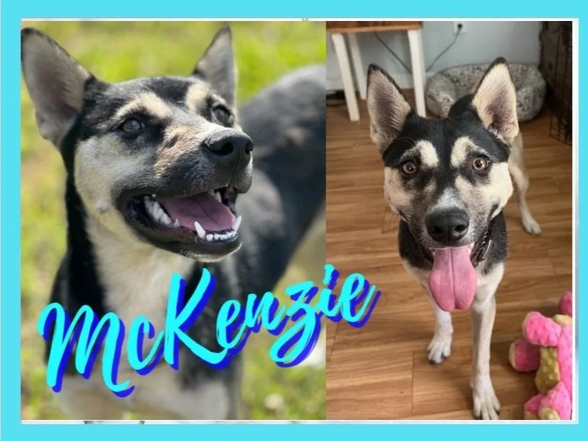 Adoption Events — Ruff Dog Rescue