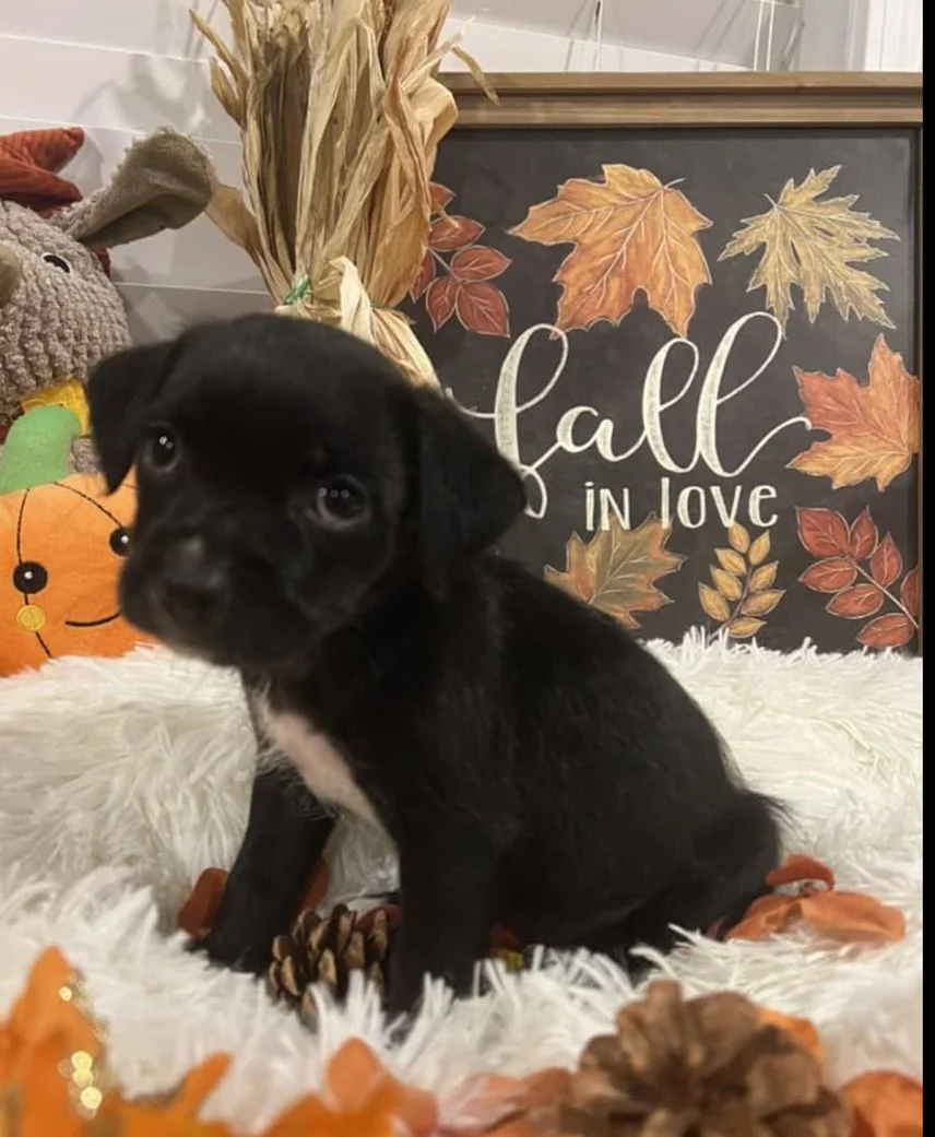 Adoption Event at The Hollar in Canton