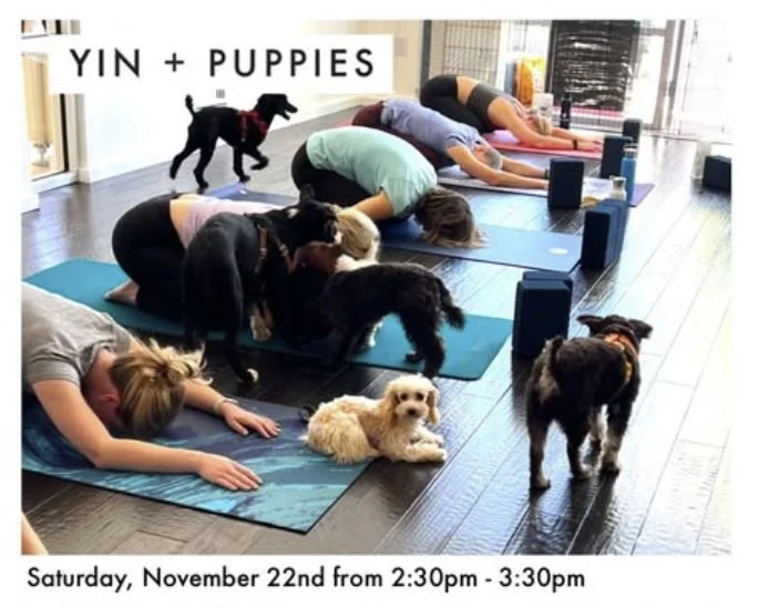 Hot Ember Yoga Adoption Event