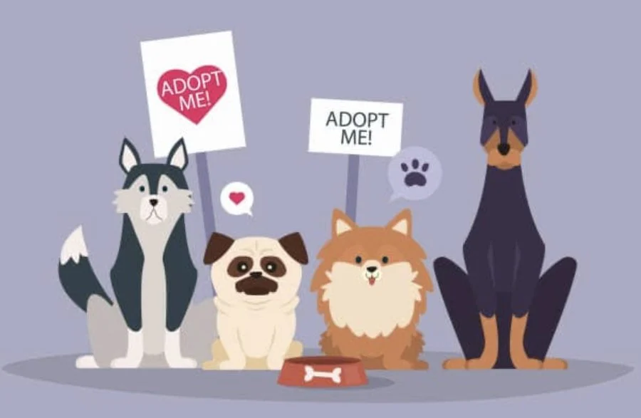 Ruff Dog Adoption Event - Hollywood Feed