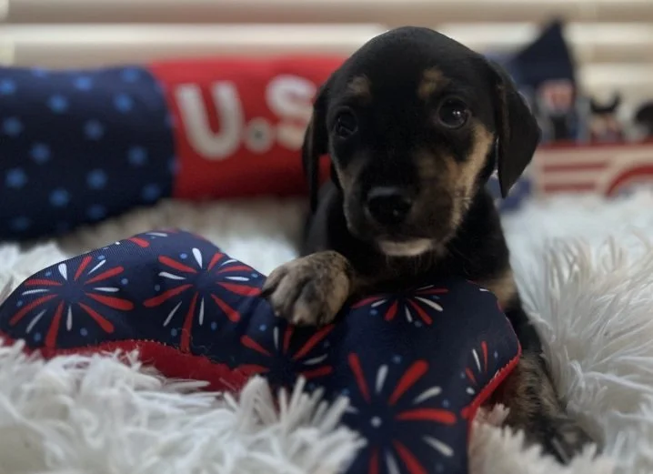 Ruff Dog Adoption Event - Hollywood Feed