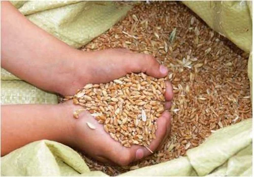 Improve Seed Storage