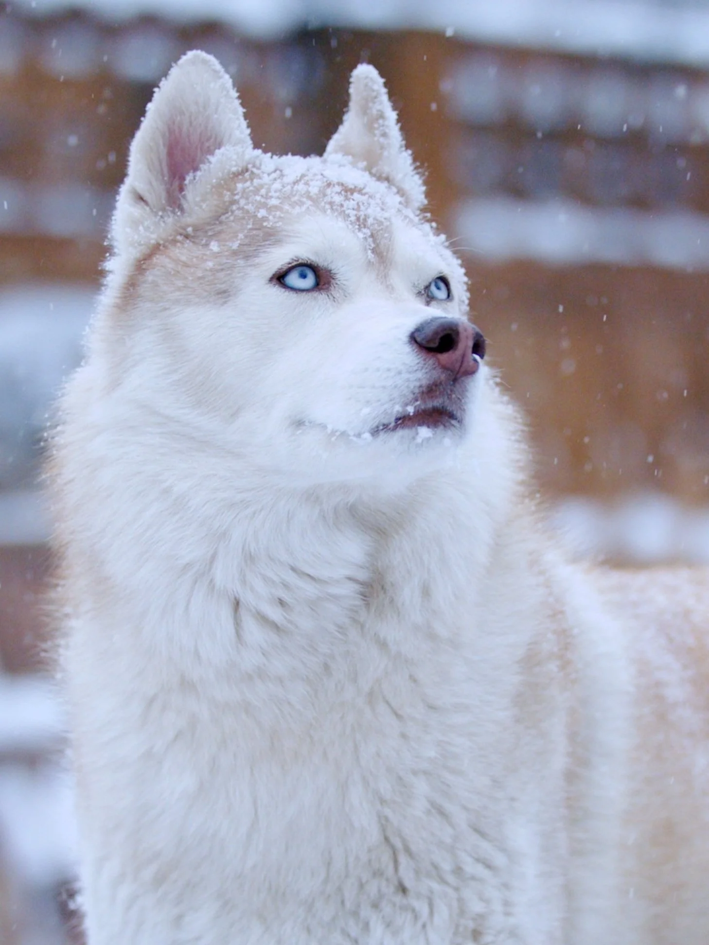 HUSKIES IN THE SNOW