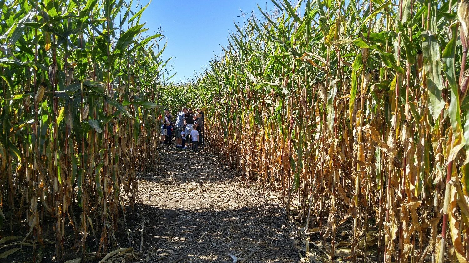 Deep in the maze. 