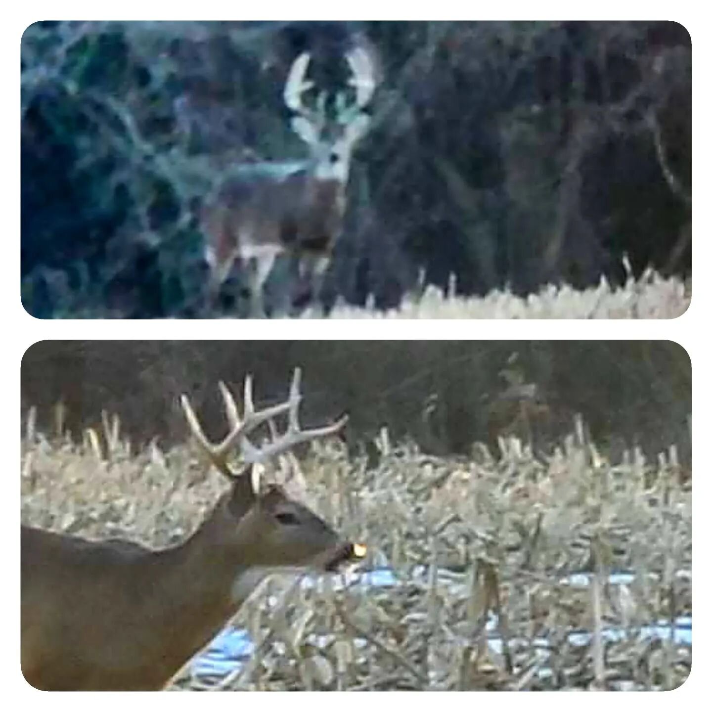 HuntChef Experience Hunt Happening Now at Bluegrass Whitetail Outfitters in Illinois!! Seen this three year old in the top photo and the two year old yesterday.  Bucks are moving and only a matter of time til we get one.  Hoping their grand daddy's c