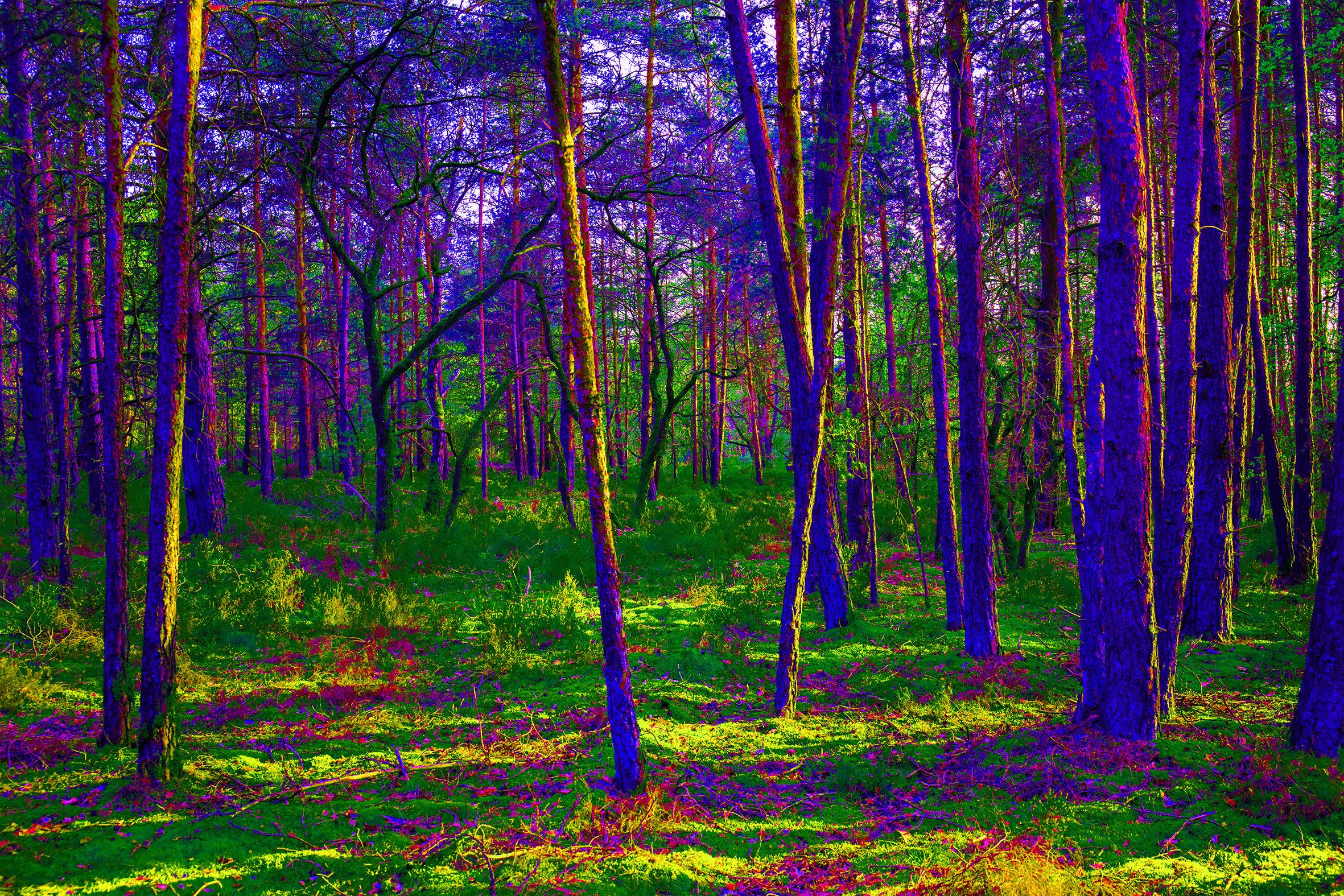 Forêt01a_TL_9333.jpg