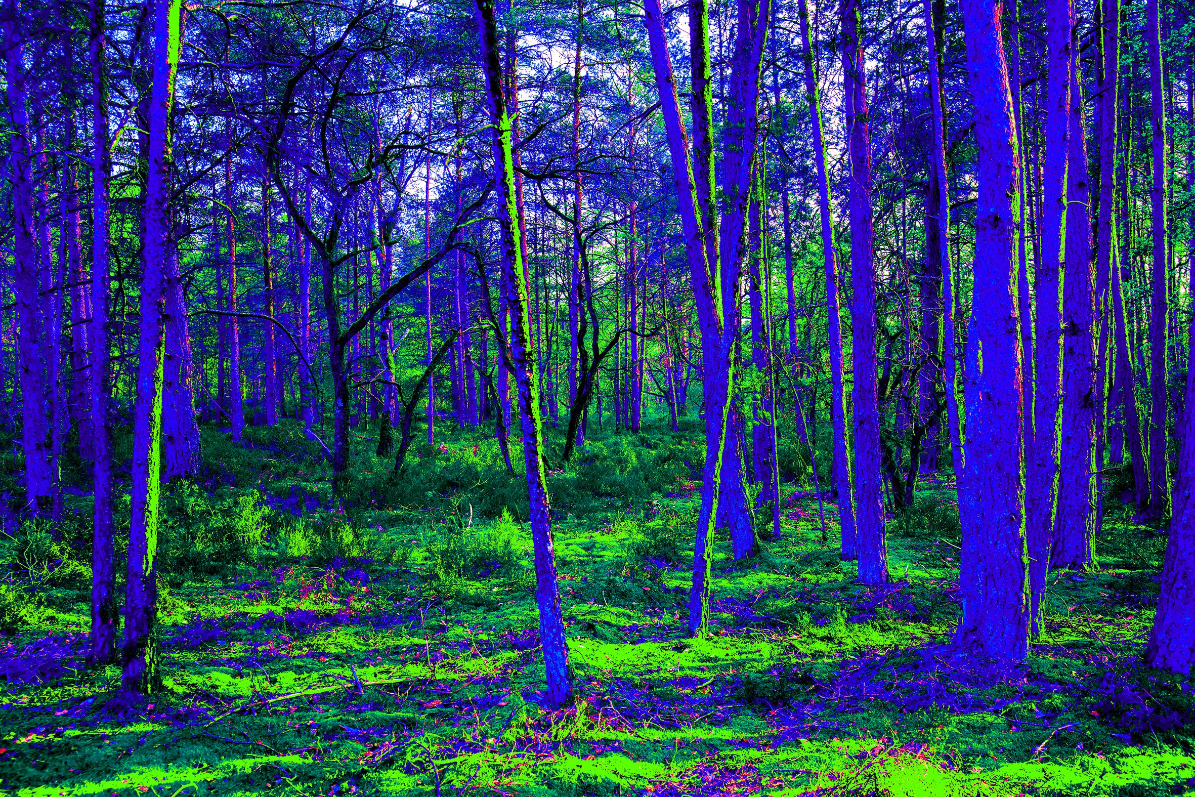 Forêt01c_TL_9333.jpg