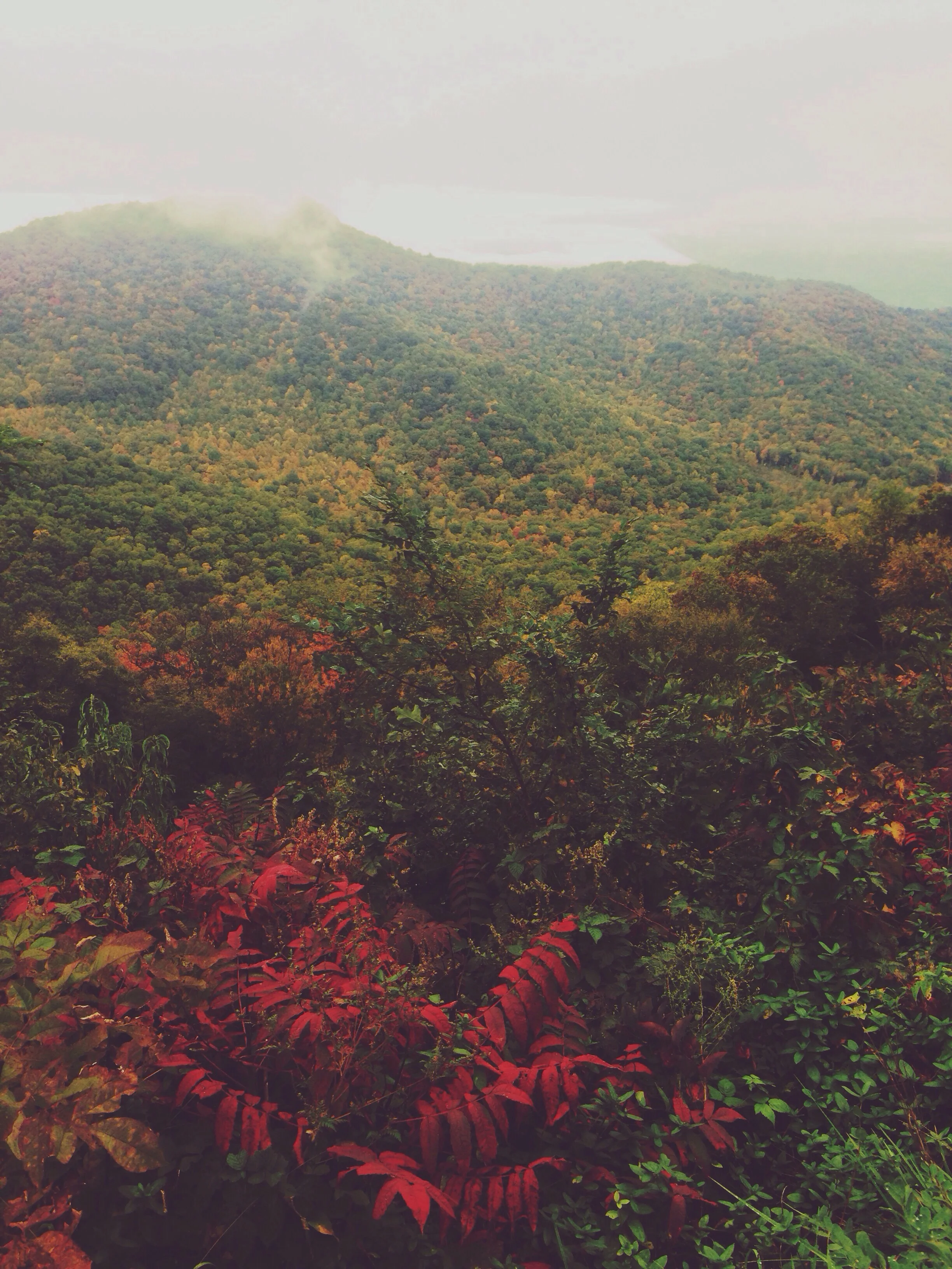 Look at all those leaves changing!
