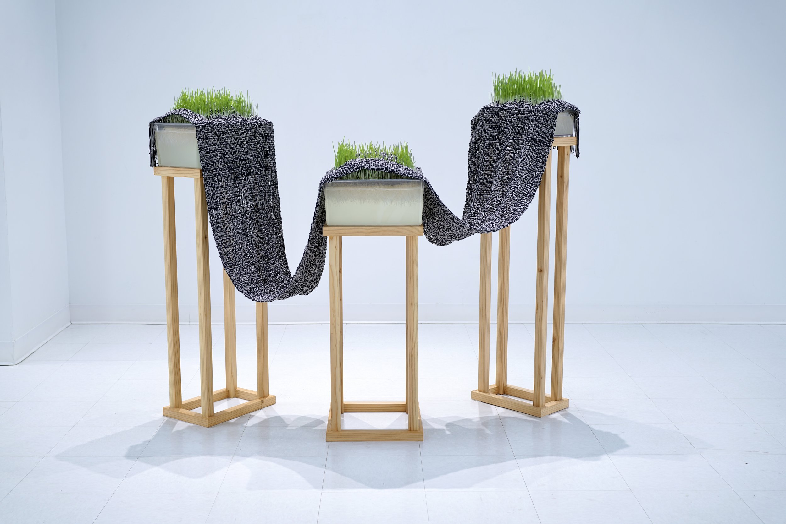   In Conflict for Control   Cotton yarn, triticale microgreens, acrylic bins, window screen, plastic tubing, monofilament, wood, water   Photographed April 7, 2023 