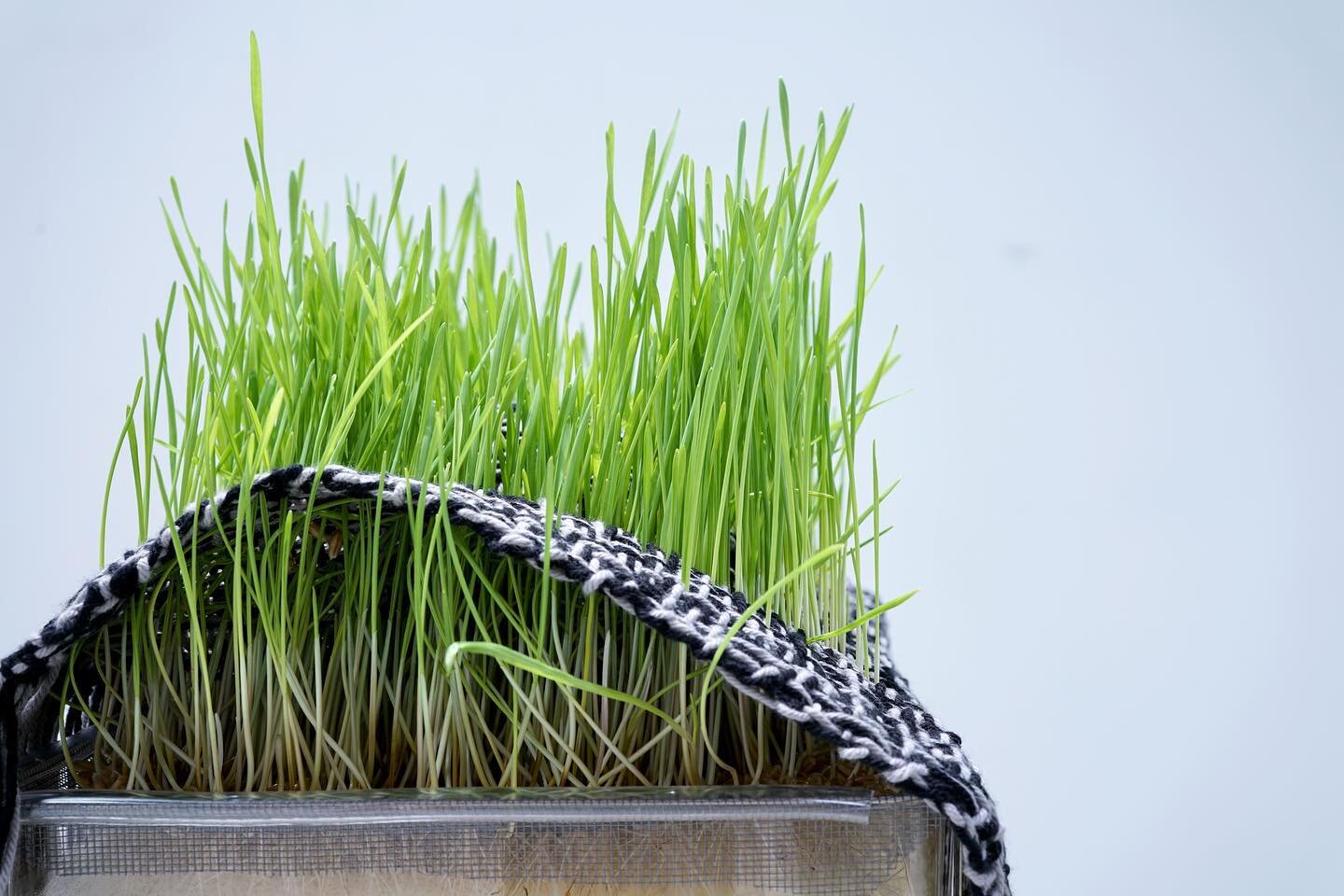 In Conflict for Control &mdash; cotton yarn, triticale grass, acrylic containers, window screen, plastic tubing, water, wood.

One of the durational pieces made for my MFA show Interference : Interwoven. Scroll through to see how the grass took over 