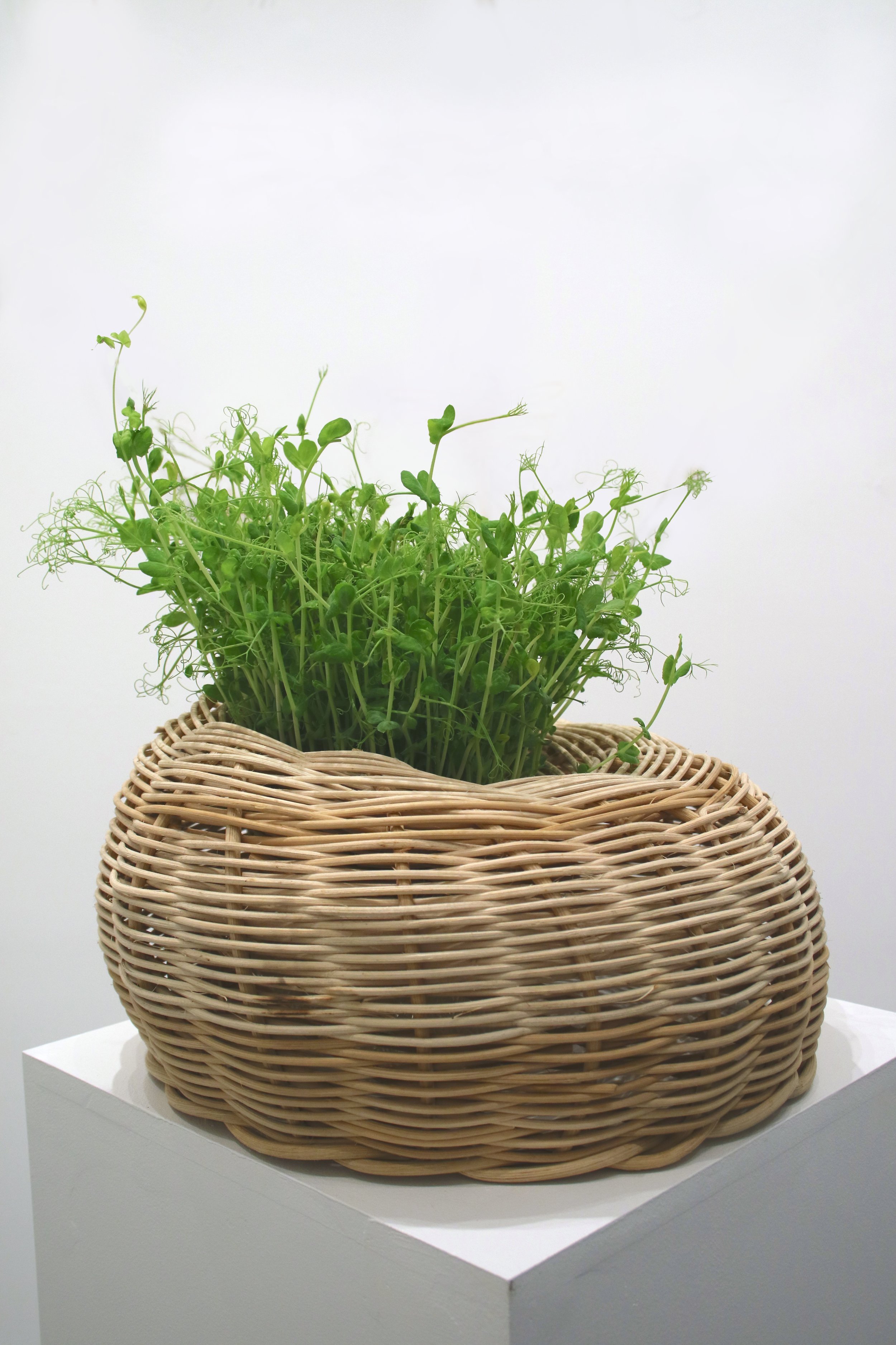    Living a Non-Parasitic Existence, Pt. 1   basket reed, english peas shoots, glass container, water (roots grow straight through basket, as seen in  Pt. 2 ) 2024 