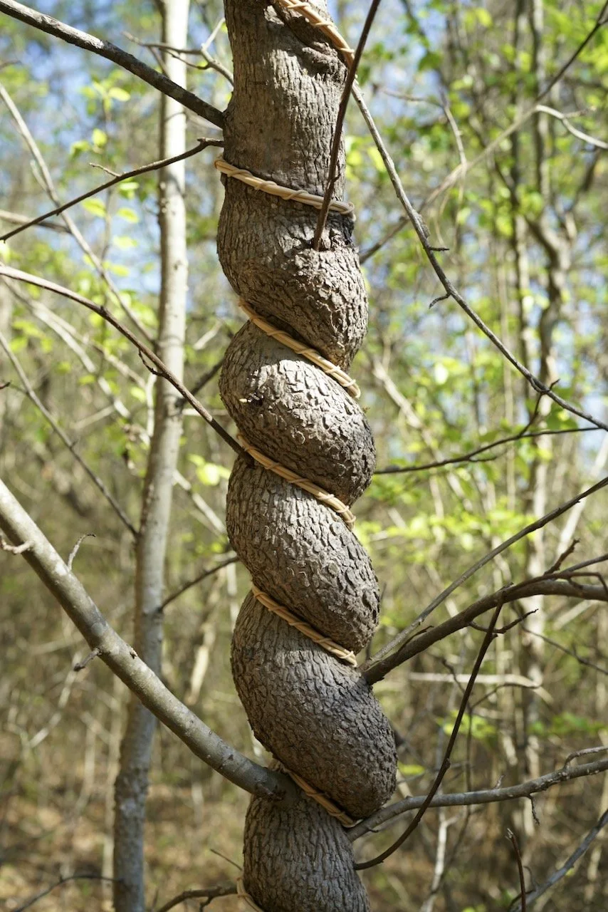 Inhibited- Yellow River Park Weaving No.4.jpeg