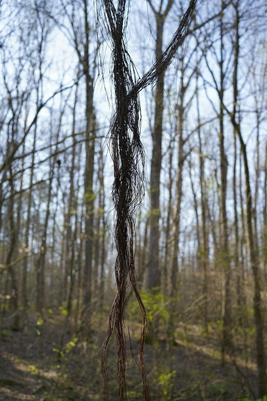 Wandering Ends, Spring.jpeg