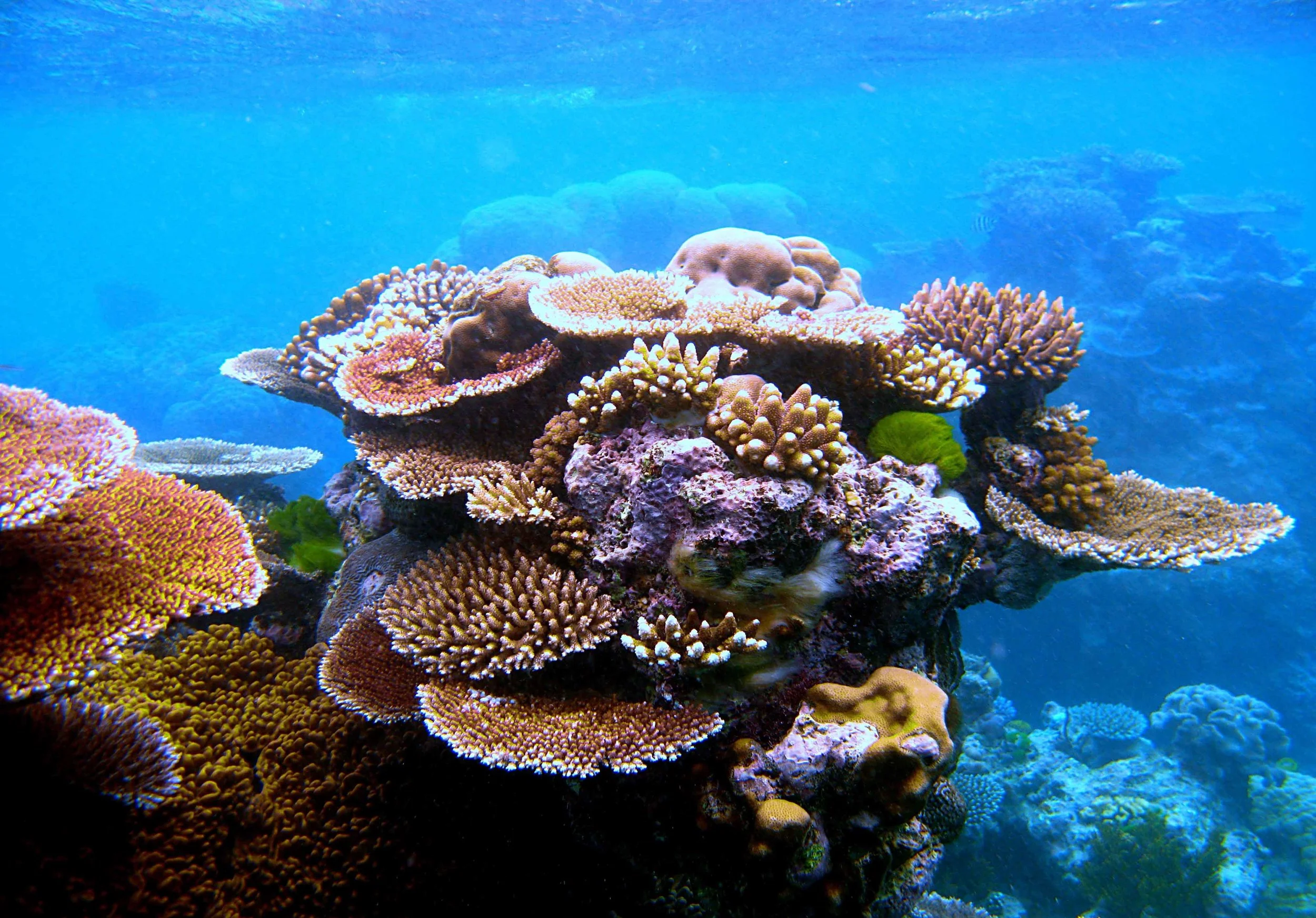 Coral Reef.jpg