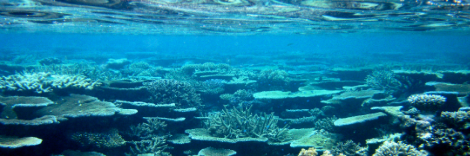Coral Reef Capacity Assessment Project with NOAA CRCP