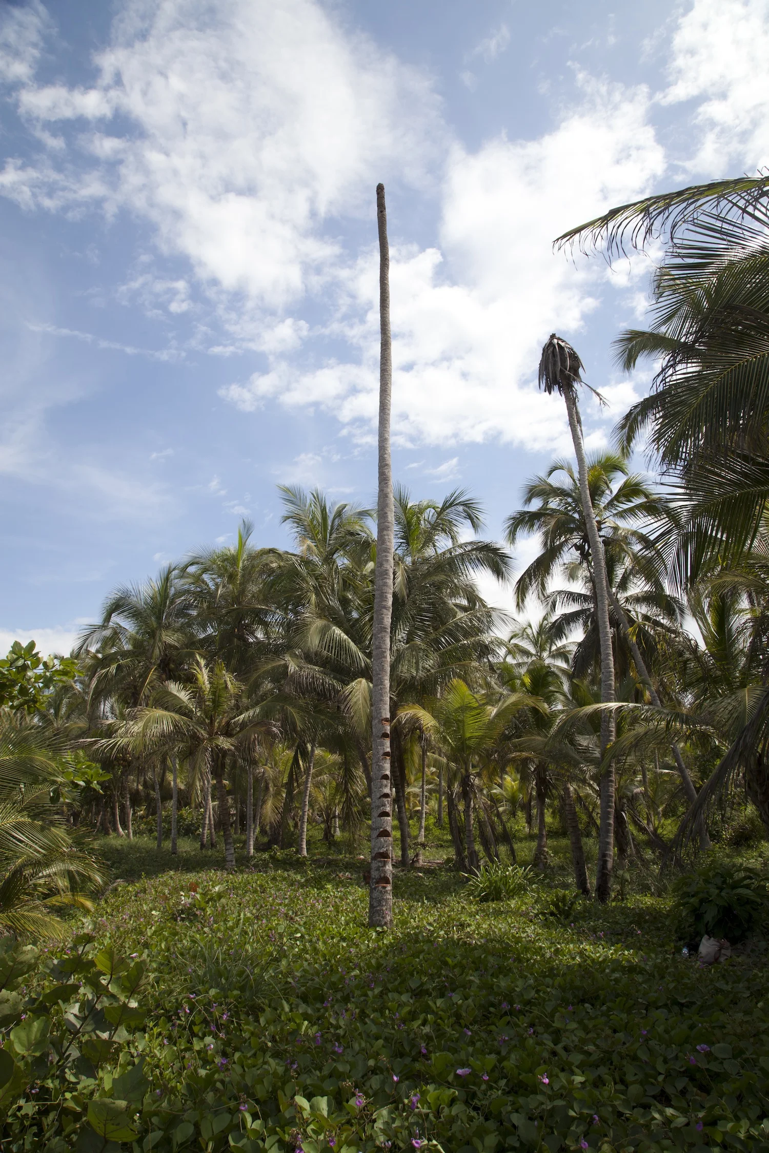 ascendingadeadpalm-sol-bailey-barker.jpg