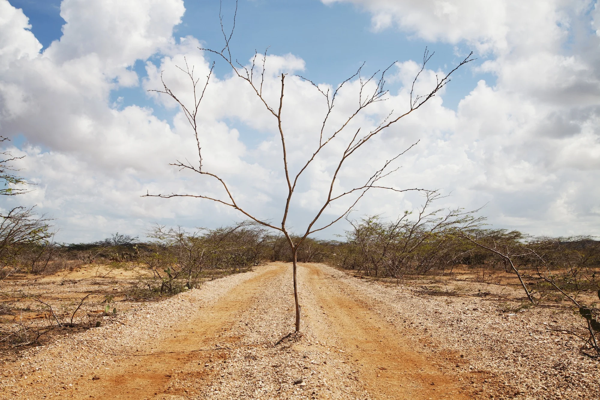 BranchOnADesertRoad-SolBaileyBarker1.jpg