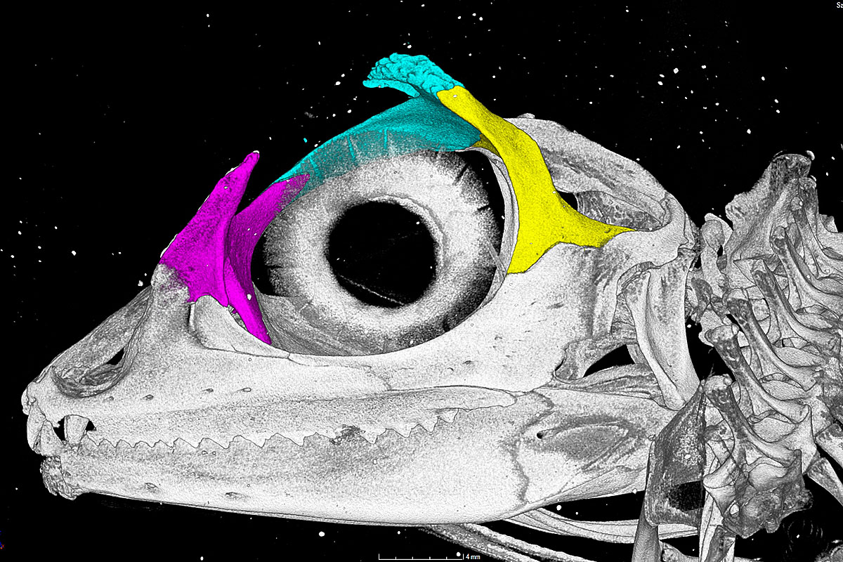 lizard-solbaileybarker.jpg