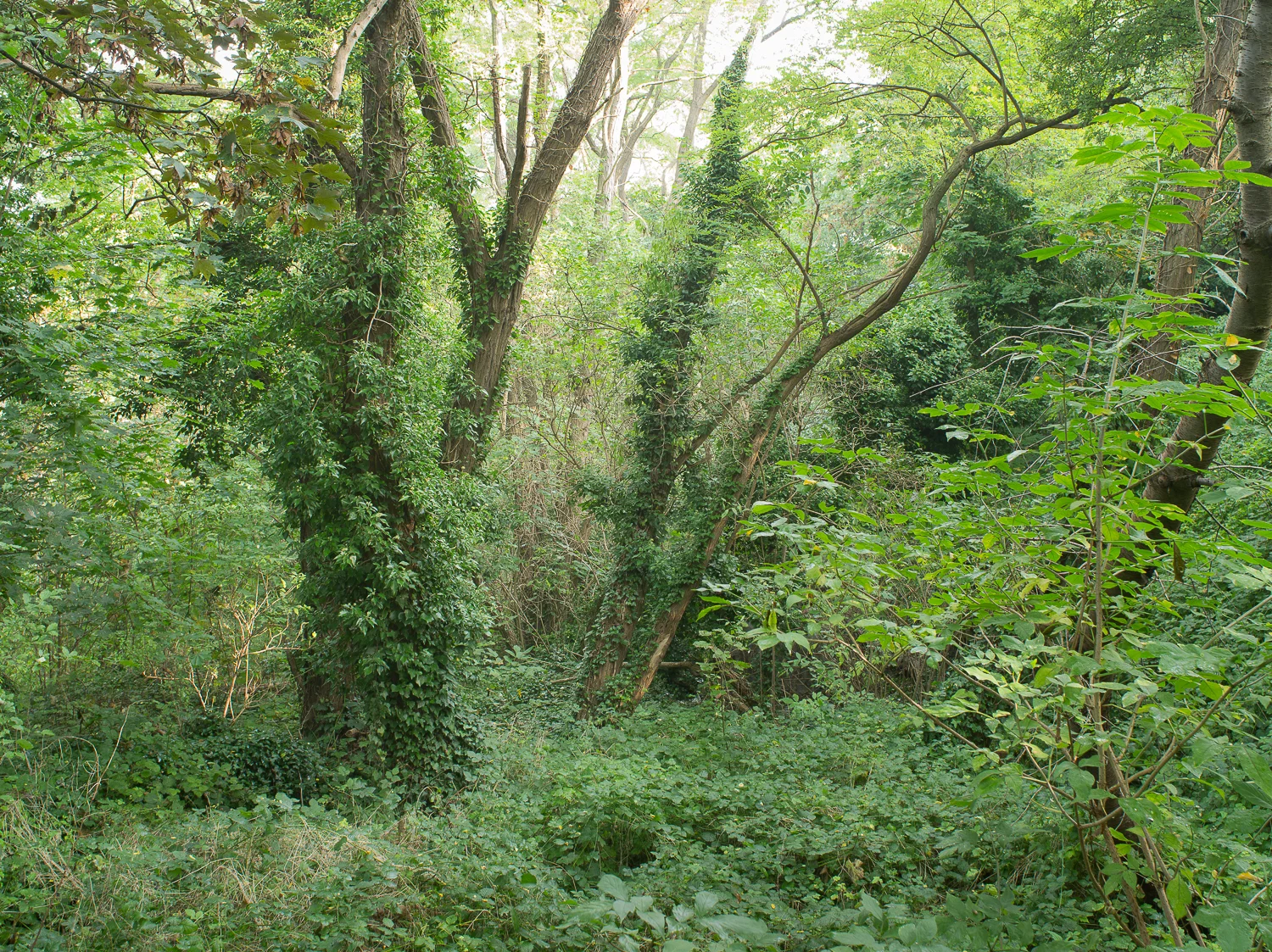 0005-0697.jpg
