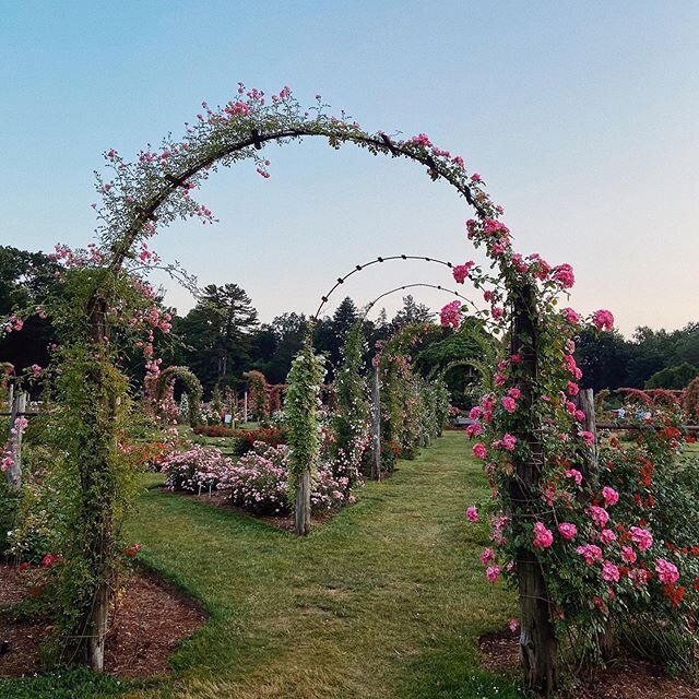 Golden hour at @elizabethpark_hartfordct ✨ a lovely evening walk with @cyung with a surprise run in (distanced!) with @littlefyfer - great night #elizabethpark #rosegarden #goldenhour