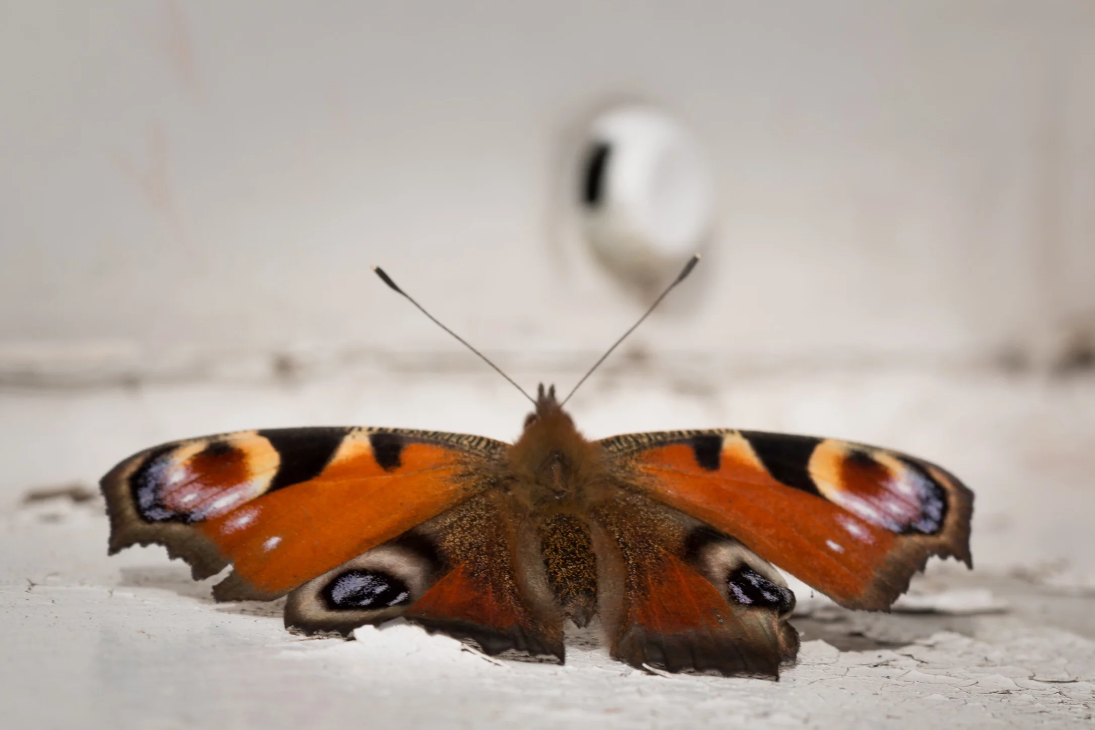 Peacock butterfly