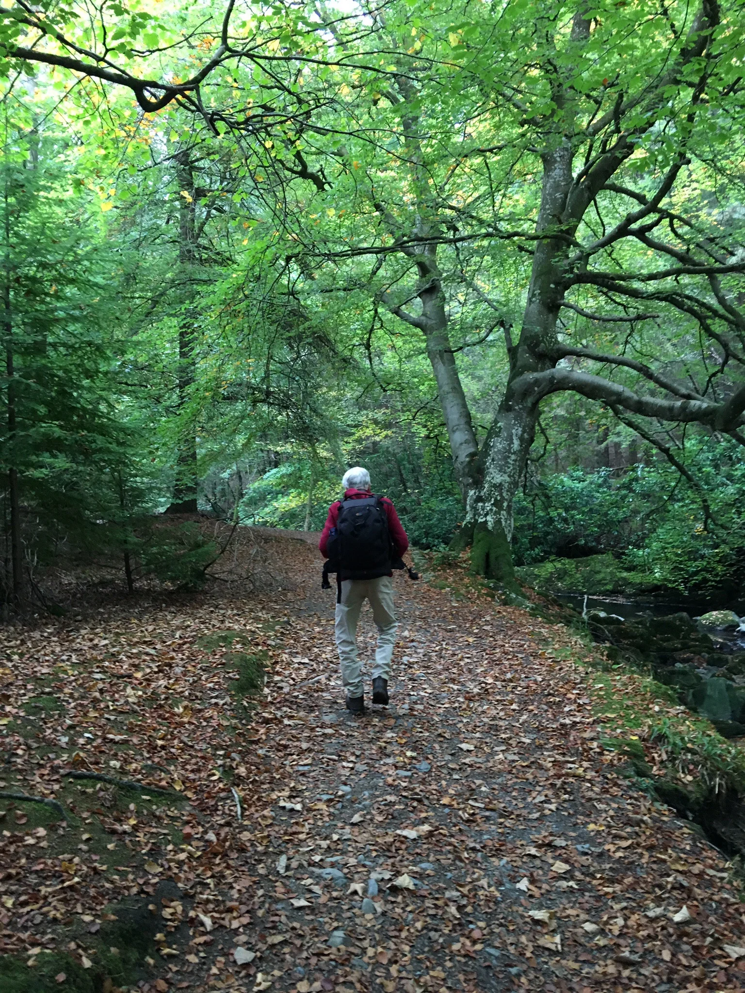 Falling leaves : walking into Autumn