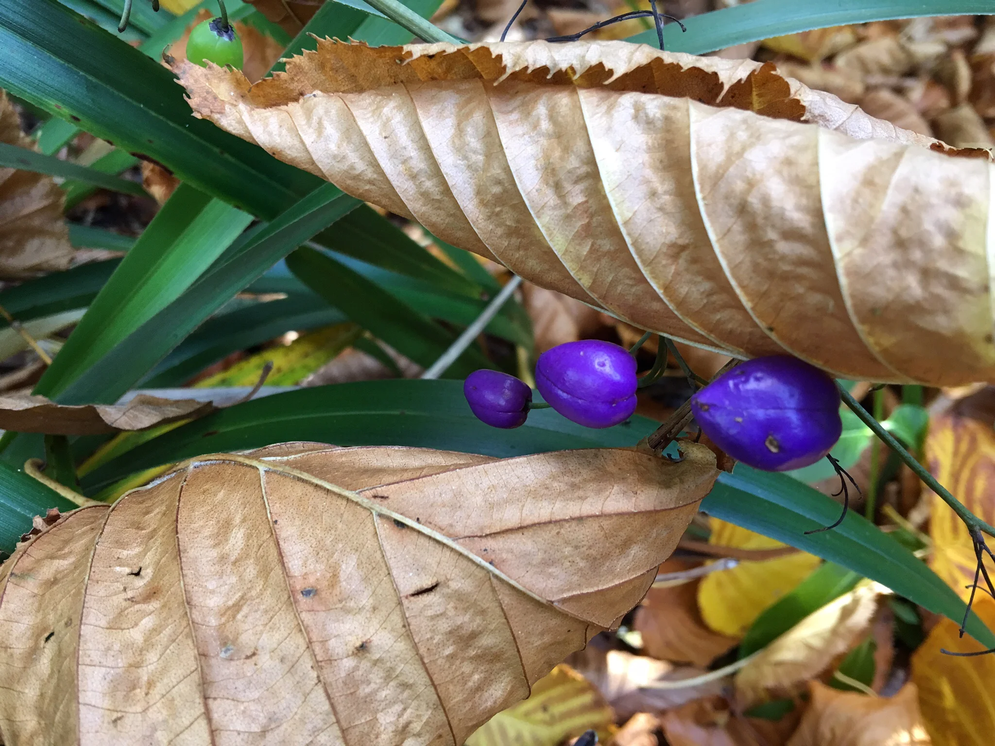 Bronze, purple and green