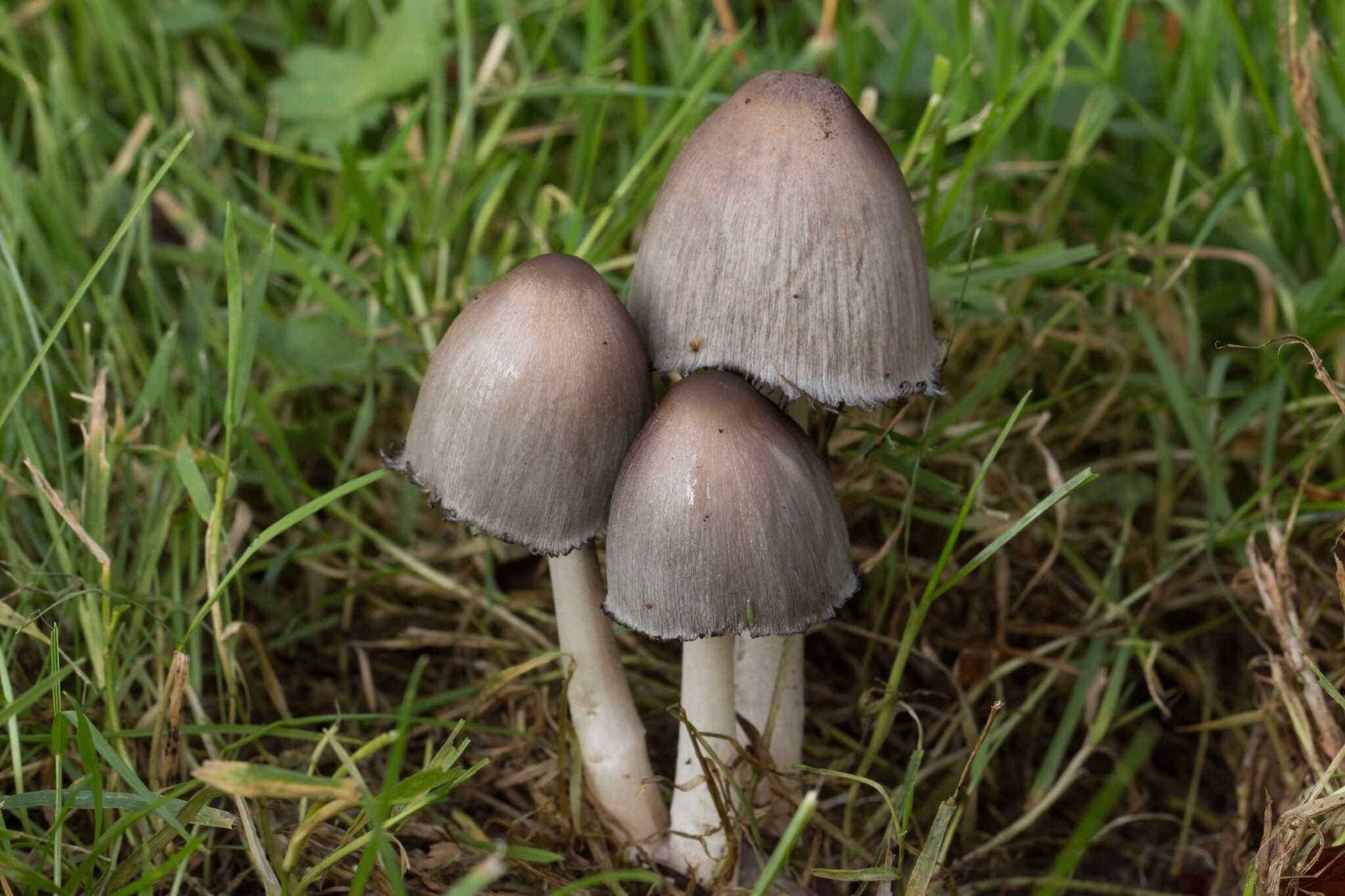 Three