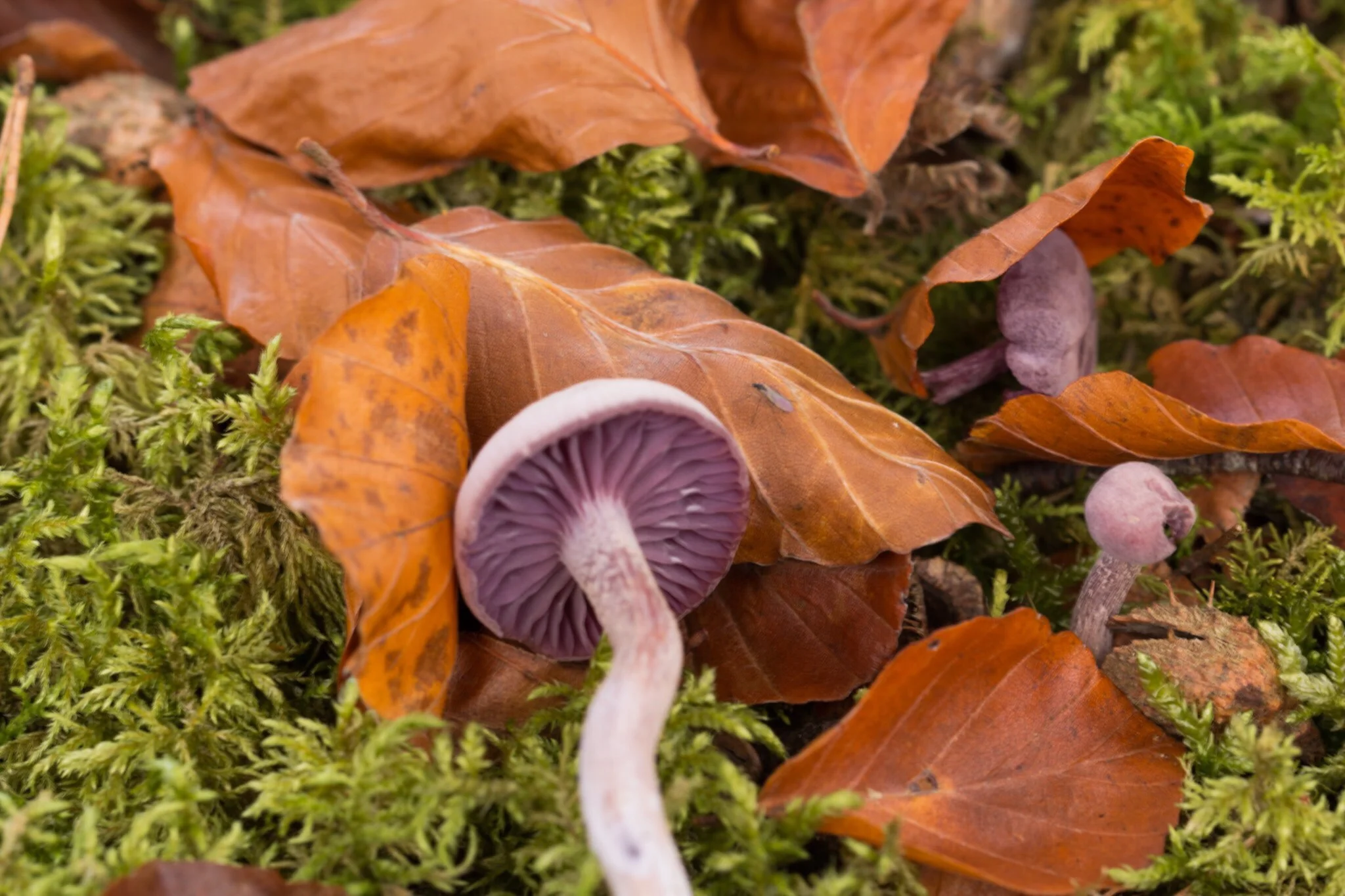 Purple, gold and green