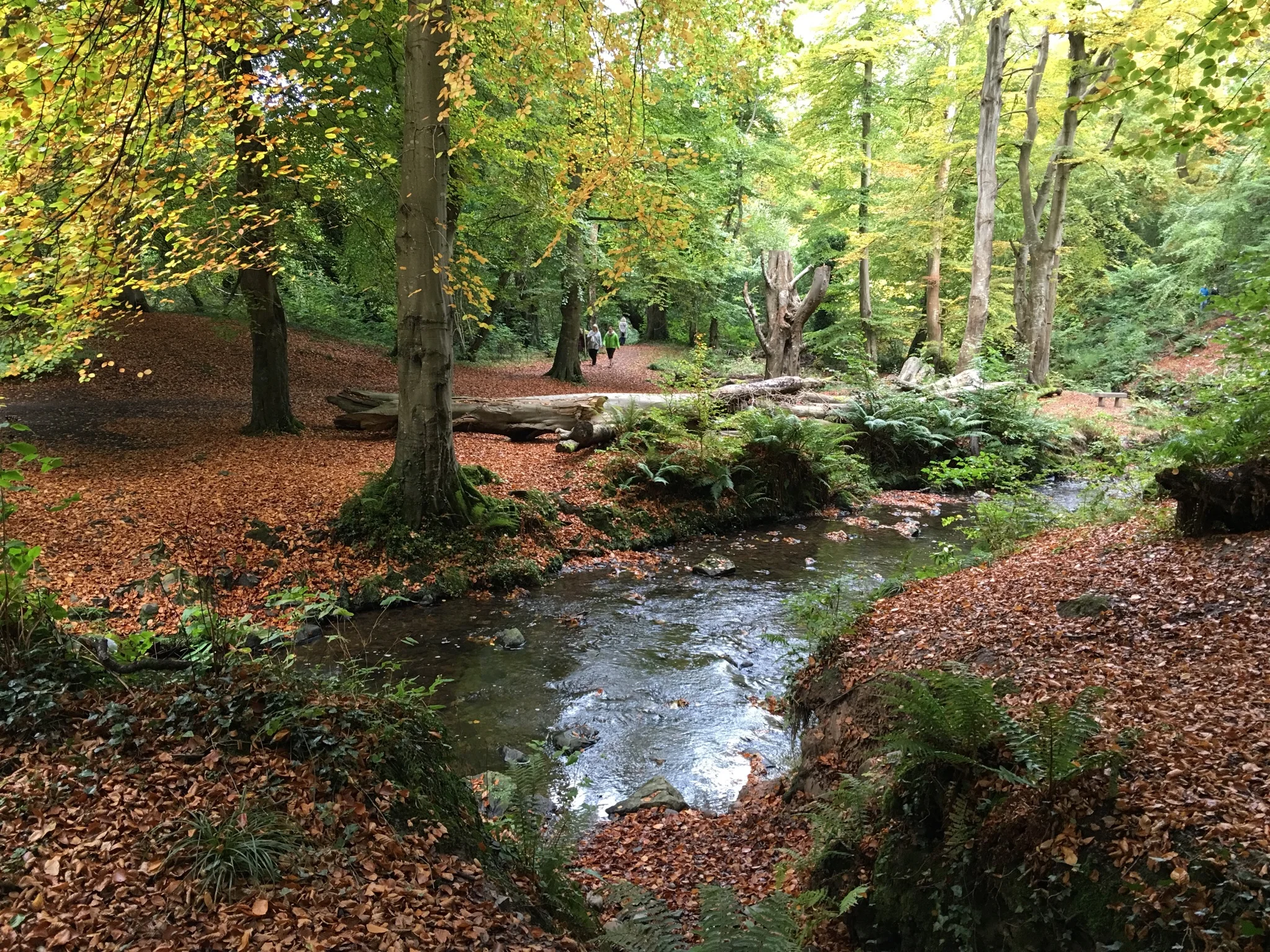 Carpet of leaves, down in the glade