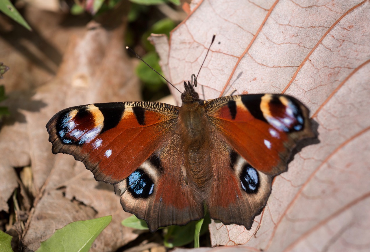 Peacock - resting