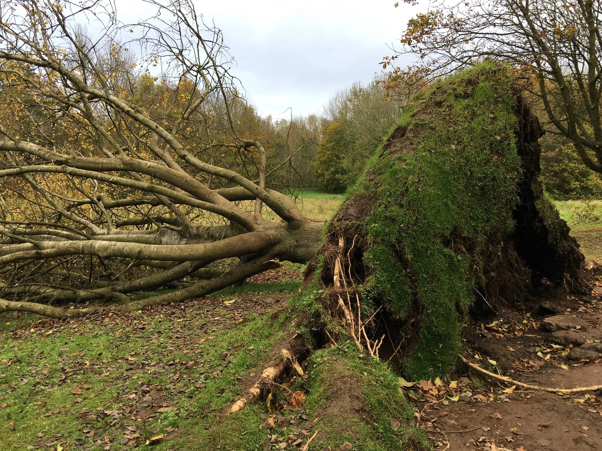 Uprooted