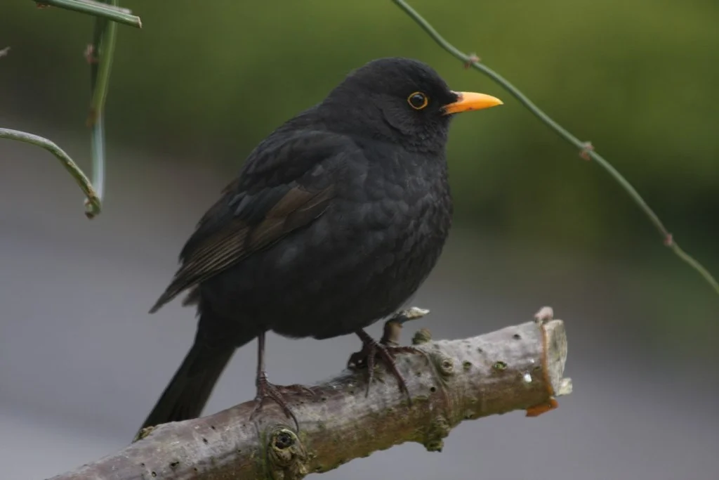 Blackbird notes before dawn