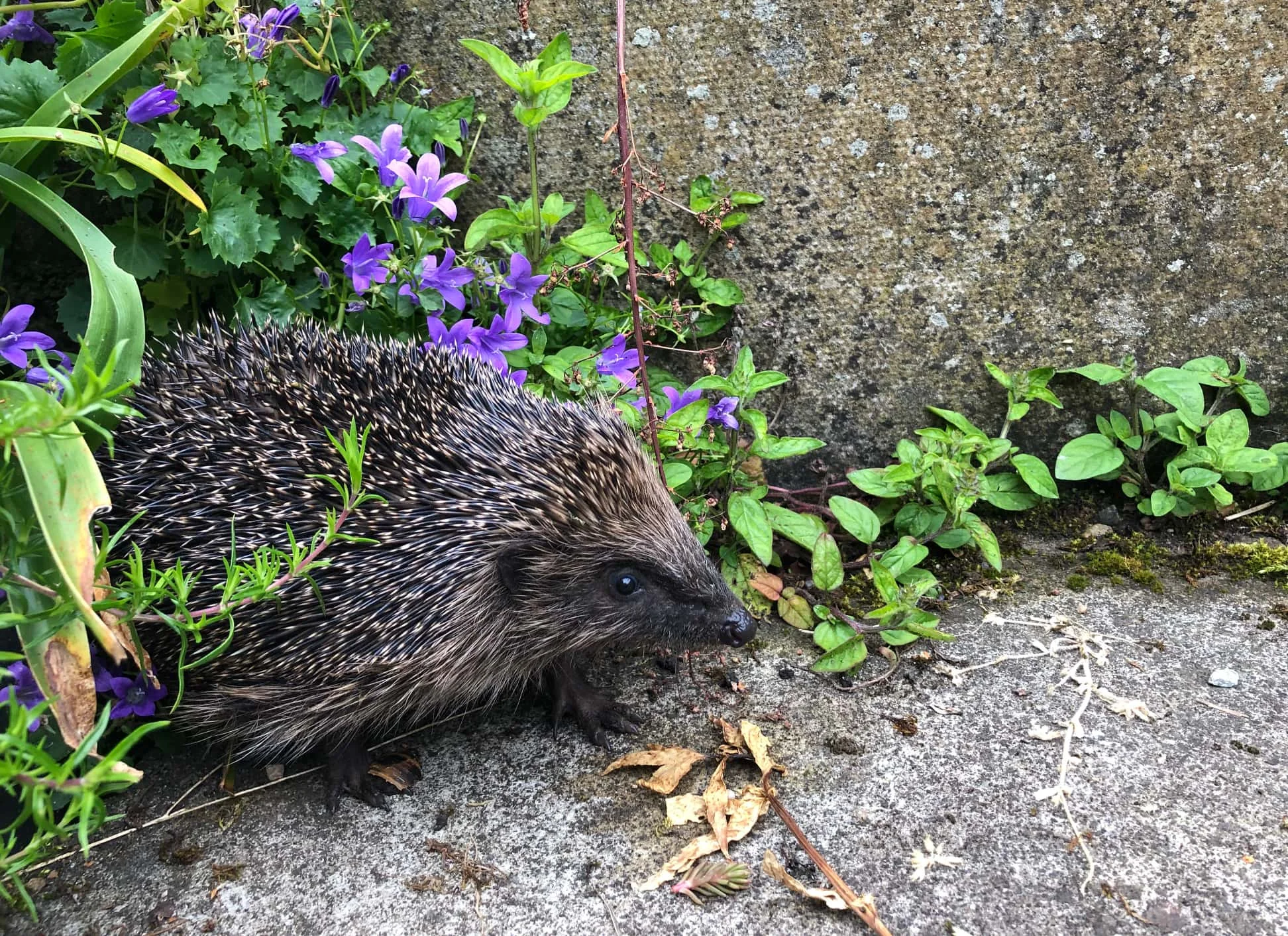 Our new resident hedgehog peeping out this morning