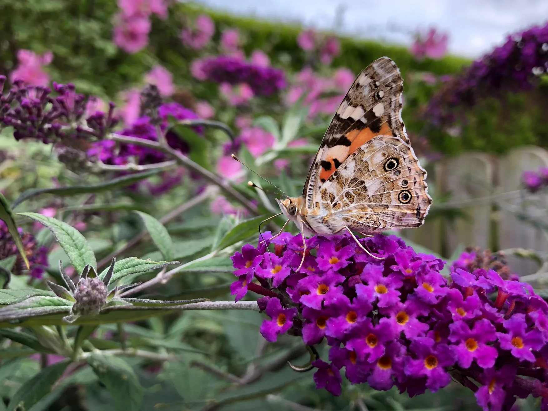 Painted Lady butterfly, buddleia providing food
