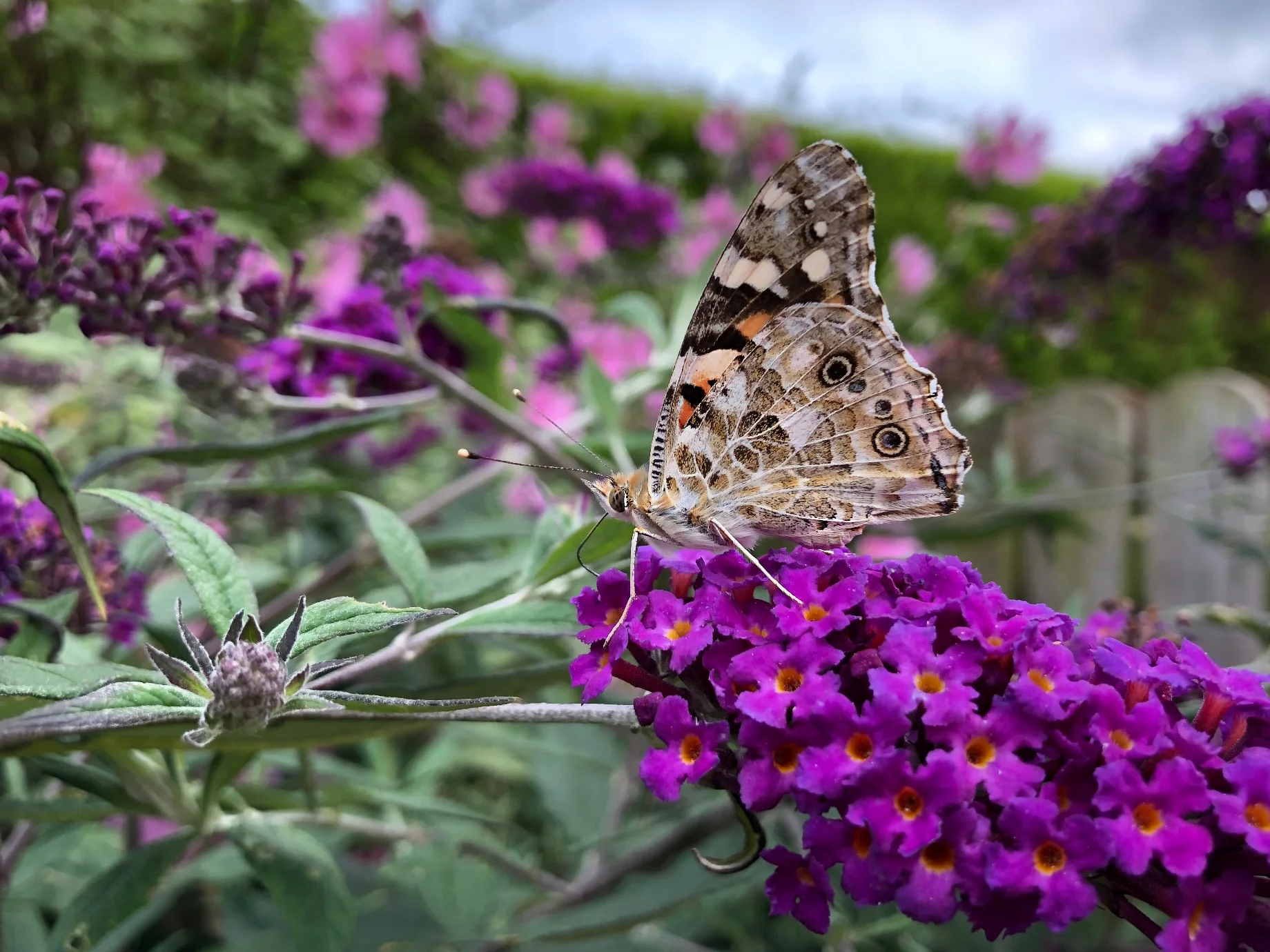 banquet for the painted lady