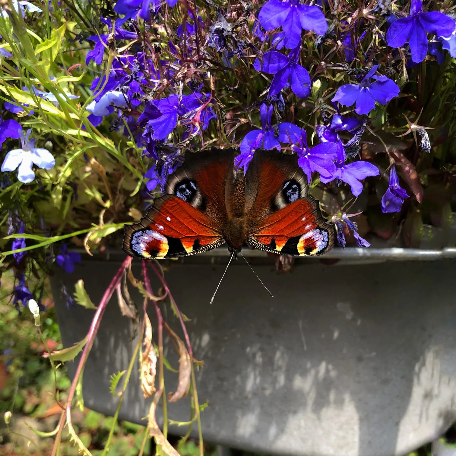 Peacock butterfly. It doesn’t matter this was a basin, it’s filled with flowers now